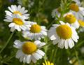 chamomile